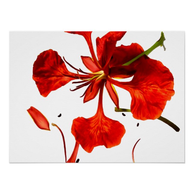 Póster Cartel Poinciana Real (Anverso)