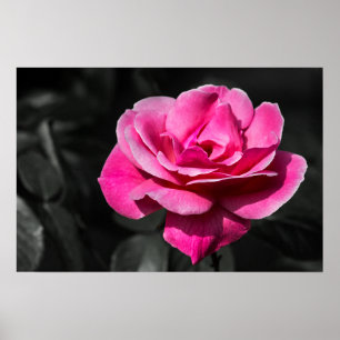Póster Cartel Rosa Rosa Elegancia