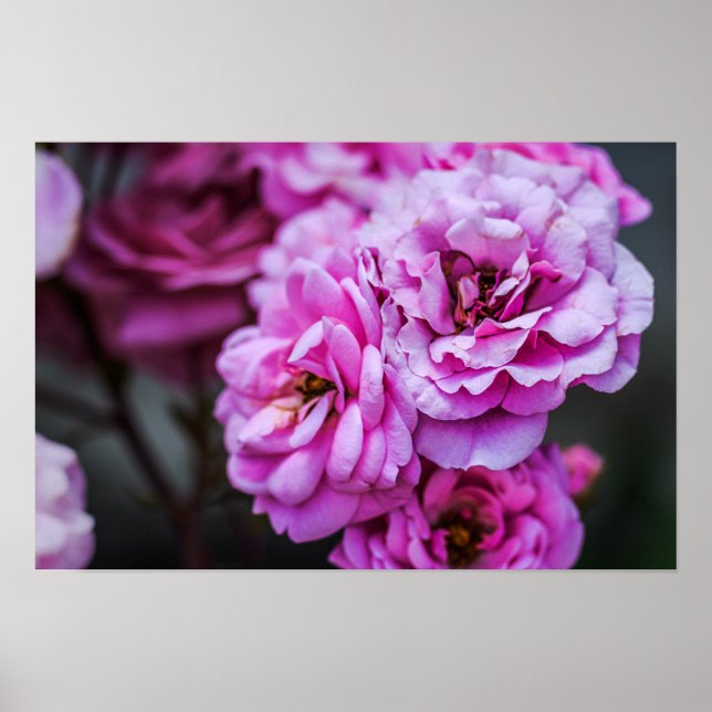 Póster Cartel Rosas Suaves Rosadas (Frente)