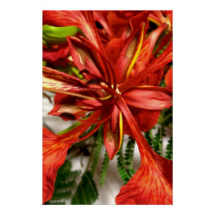 Póster Cartel Royal Poinciana