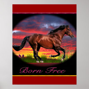 Póster Carteles de caballo nacido libre