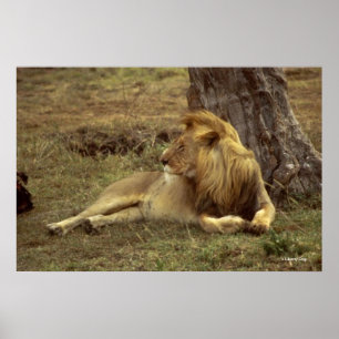 PÓSTER CARTELLES DE LEÓN AFRICANO EN COLOR & LIENCOS FOTO