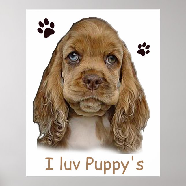 Póster Carter spaniel cachorro  cartel (Frente)