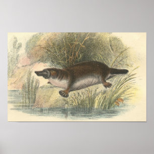 Póster Cartera de Lydekker - de Platypus