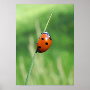 Póster Cartera de mariquita en una hoja de hierba