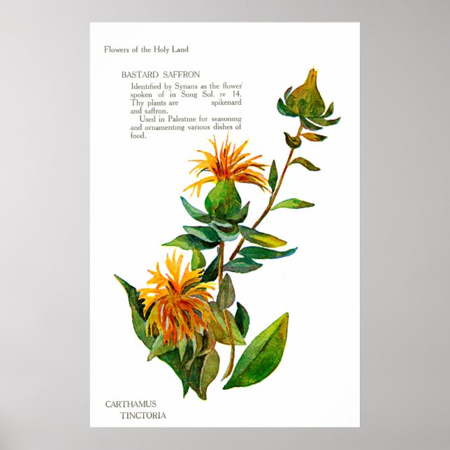 Póster Carthamus Tinctoria (Frente)