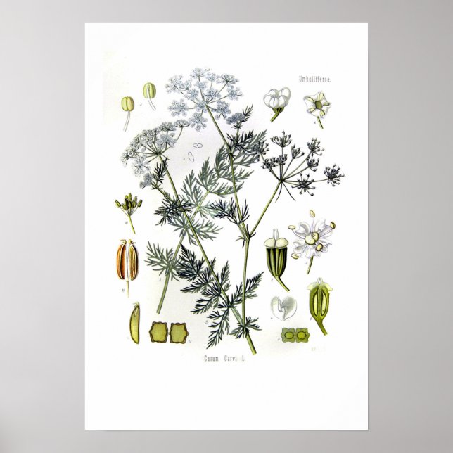 Póster Carum carvi (caraway) (Frente)