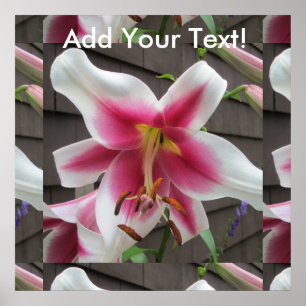 Póster Casa Blanca de la Planta Roja de Lily