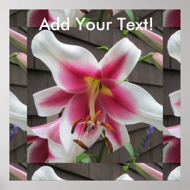 Póster Casa Blanca de la Planta Roja de Lily (Frente)