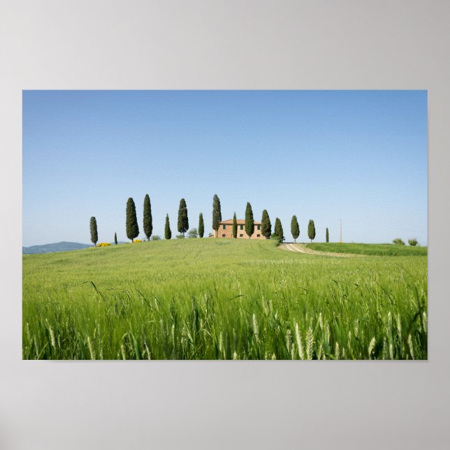 Póster Casa de campo en Toscana con poster de cipreses (Frente)