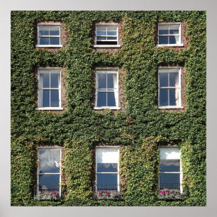 Póster Casa de ciudad de Dublín Windows e hiedra que sube