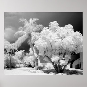 Póster casa de Florida Keys y sus palmeras, EE. UU. 2