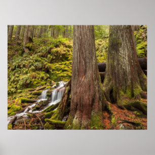 Póster Cascada White Branch, Oregon Cascades, Oregon