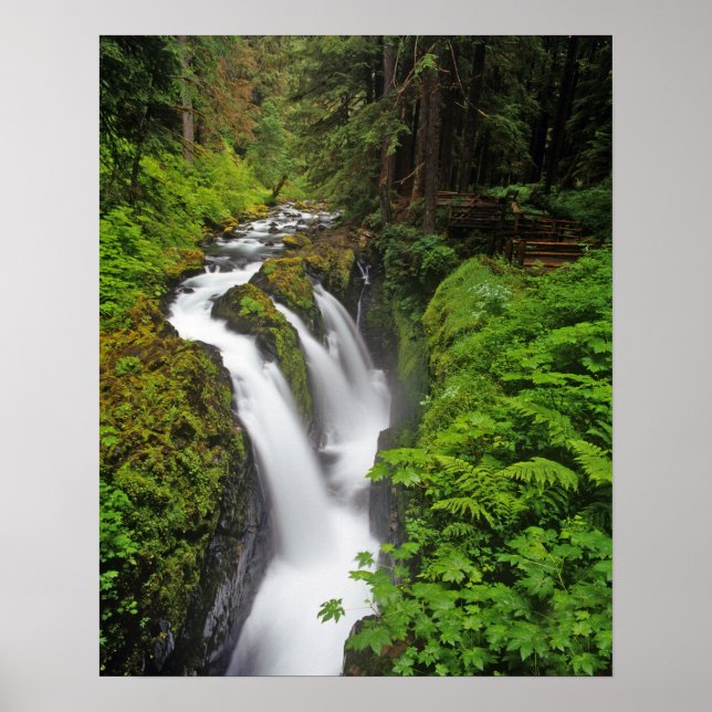 Póster Cascadas Sol Duc en el Parque Nacional Olímpico en (Frente)