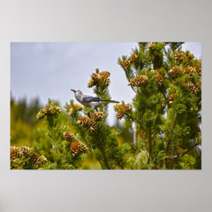 Póster Cascanueces de Clark en el Parque Nacional Montaña