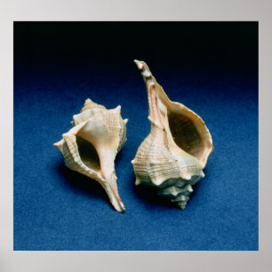 Póster Cáscara del Murex