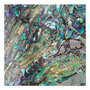 Póster Cáscara del paua de la reina
