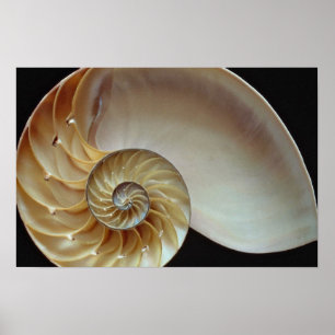 Póster Cáscara magnífica del nautilus