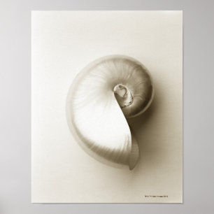 Póster Cáscara Pearlised 2 del mar del nautilus