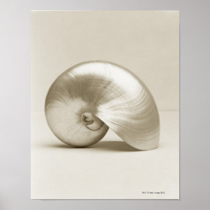 Póster Cáscara Pearlised del mar del nautilus