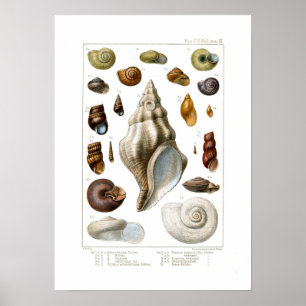 Póster Cáscaras