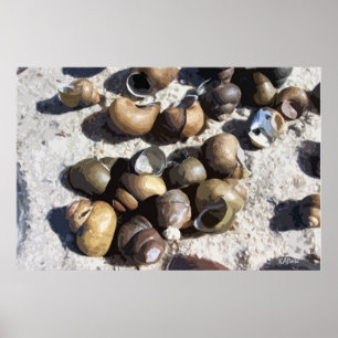 Póster Cáscaras de agua dulce (texturadas)