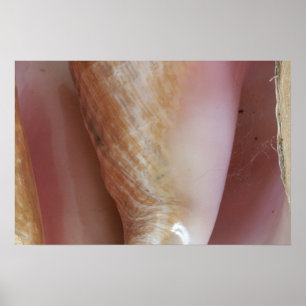 Póster Cáscaras de la concha