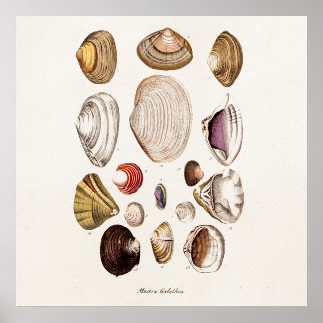 Póster Cáscaras de vintage con caparazón retro personaliz (Frente)