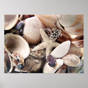 Póster Cáscaras del mar