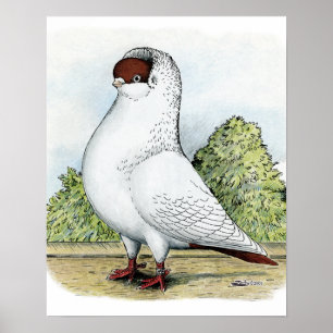 Póster Casco: Paloma roja