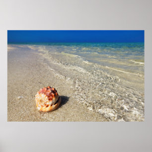 Póster Casco Shell en el Lagoon tropical Cassis Rufa