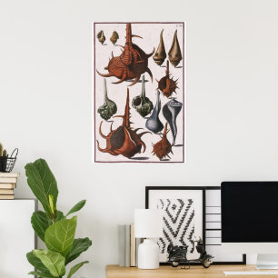 Póster Cascos marinos de época, cáscaras oceánicas Vida m