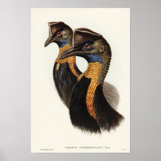 Póster Casero monocarunculado por Elizabeth Gould (Frente)