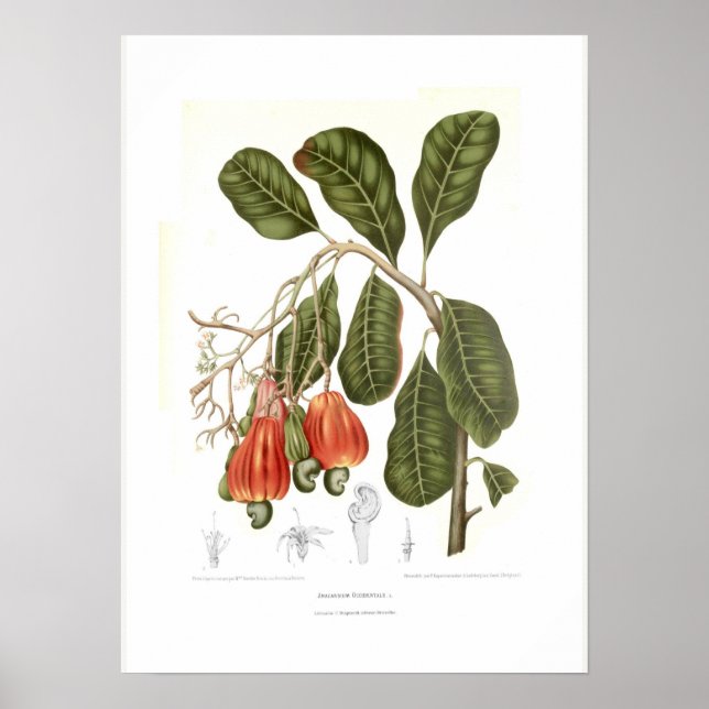 Póster Cashew (Frente)