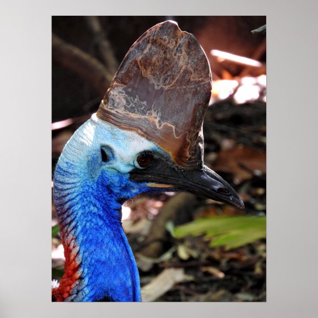 Póster Cassowary del Sur (Frente)