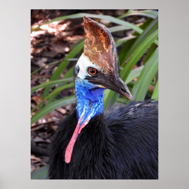 Póster Cassowary del Sur (Frente)
