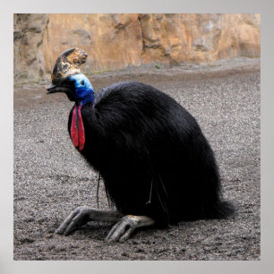 Póster Cassowary en primavera