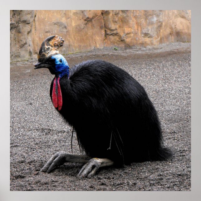 Póster Cassowary en primavera (Frente)