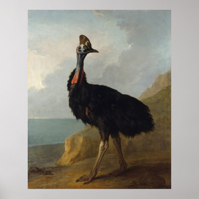 Póster Cassowary (pájaro australiano) (Arte de animales s (Frente)