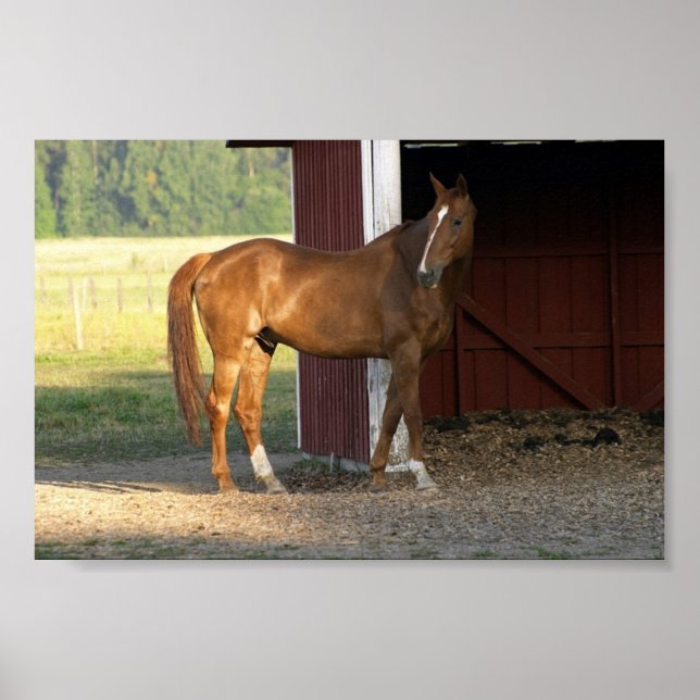 Póster Castaño en pie (Frente)