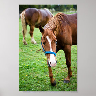 Póster Castaño húmedo