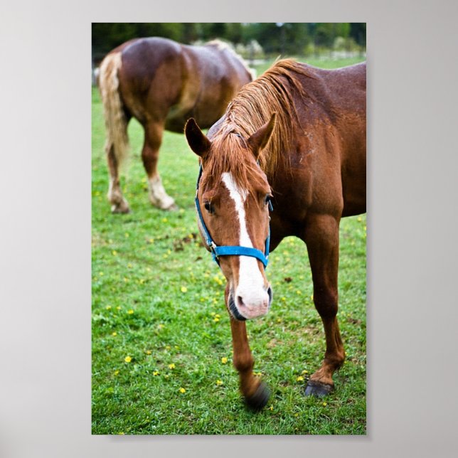 Póster Castaño húmedo (Frente)