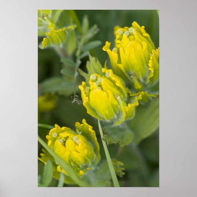 Póster Castilleja (Frente)