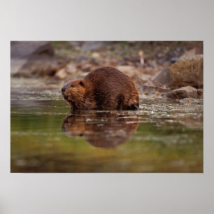 Póster castor, Castor canadensis, va a nadar