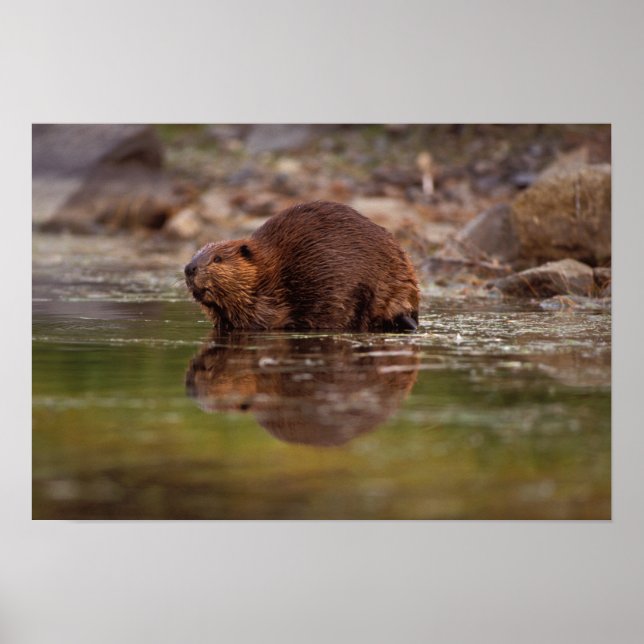 Póster castor, Castor canadensis, va a nadar (Frente)