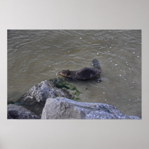 Póster Castor en el océano, Dauphin Ocean, Alabama