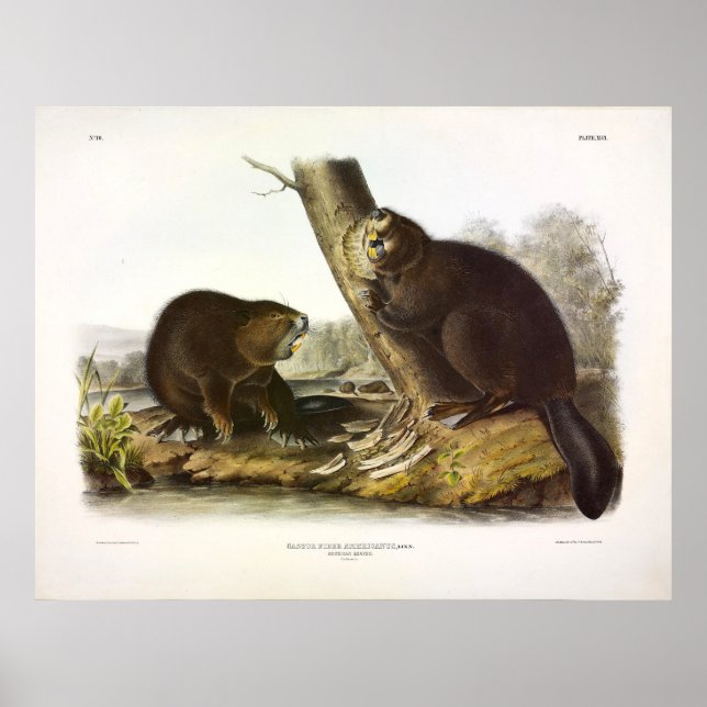 Póster castor norteamericano, Castor canadensis - Audubon (Frente)