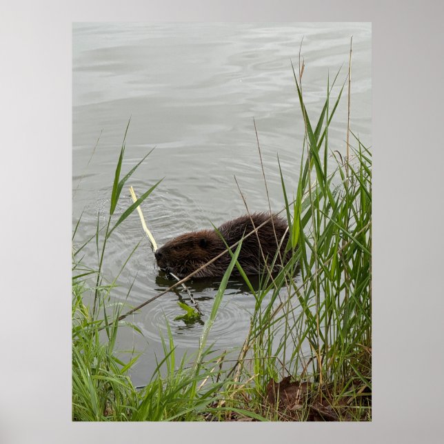 Póster Castor Ocupado (Frente)
