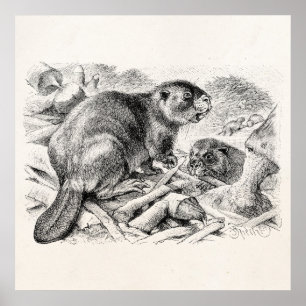 Póster Castores y presa retros del ilustracion del castor