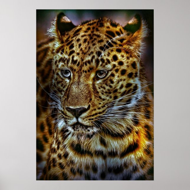 Póster cat-301154 GRAN FOTOGRAFÍA ANIMAL DE LEOPARD (Frente)